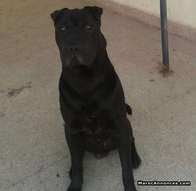 Cane corso mix pitbull - أكادير