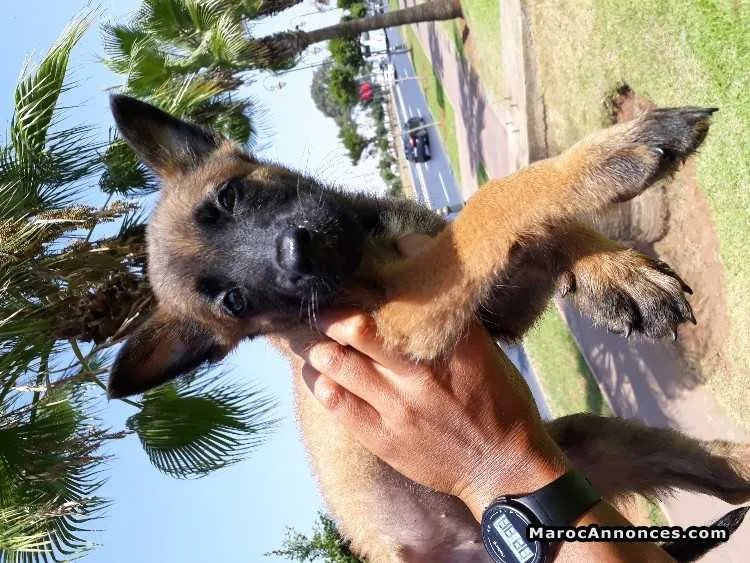 Chiots malinois charbonnier - الرباط (2)