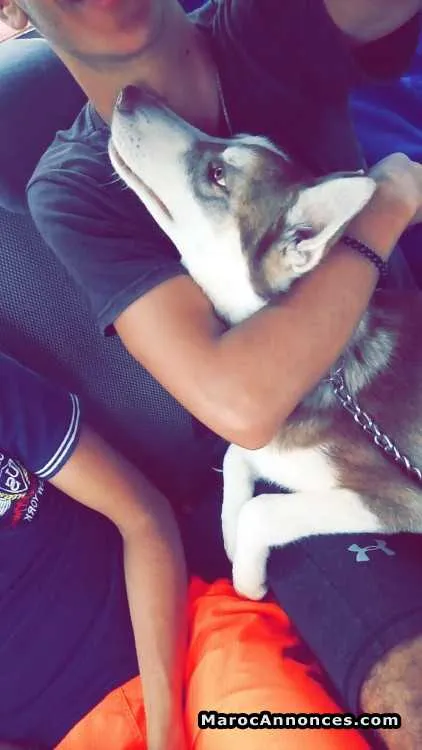 Huskey - الدار البيضاء (3)