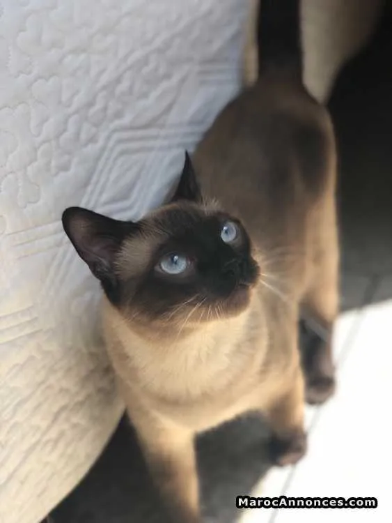 Chat siamois - الرباط