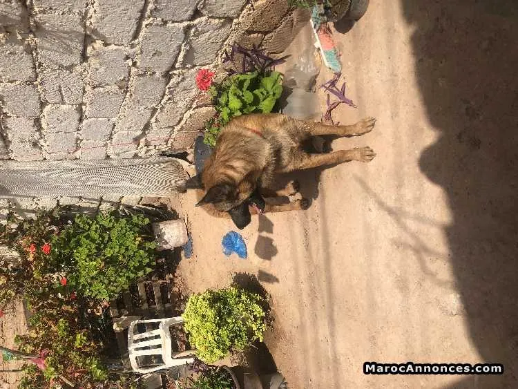 Berger malinois - مراكش (2)