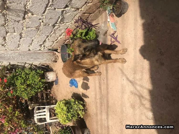 Berger malinois - مراكش (3)