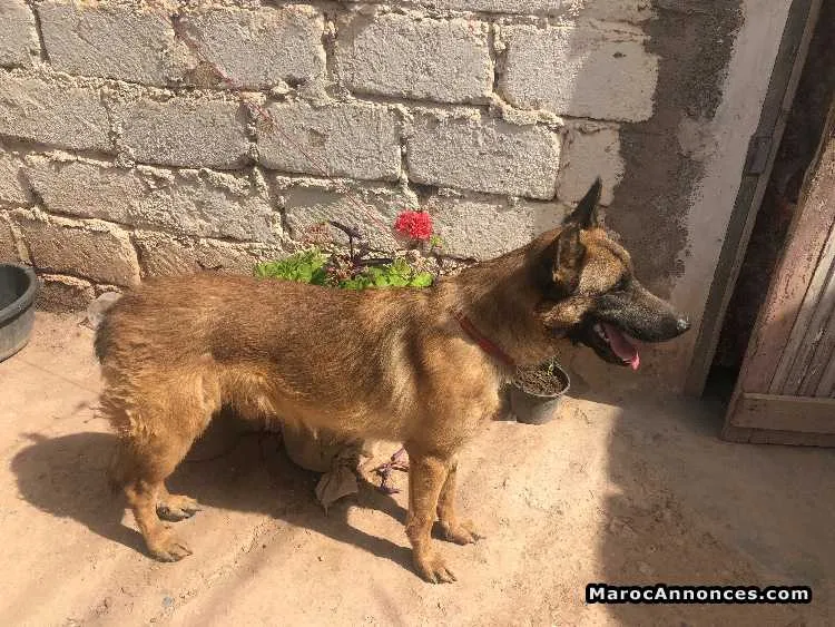 Berger malinois - مراكش