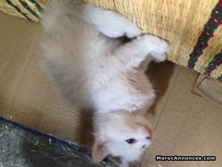Chaton angora américain blanc - الدار البيضاء (2)