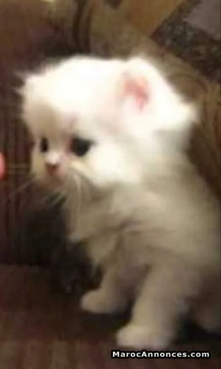 Petit chat - الدار البيضاء