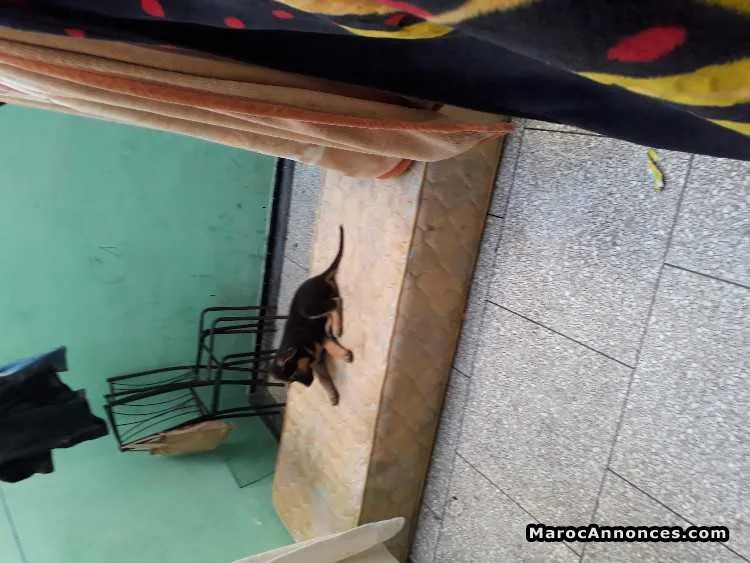 Chiots berger allemand - الرباط