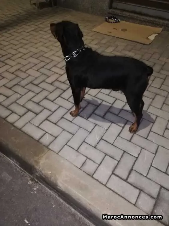 Chien à vendre - سلا