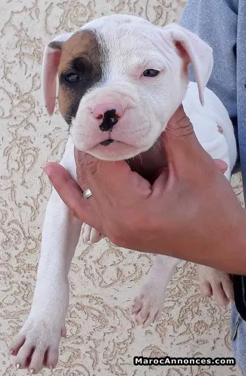 American staffordshire terrier - الدار البيضاء (3)