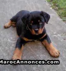 Chiots rottweiler grand taille américaine - الدار البيضاء (2)