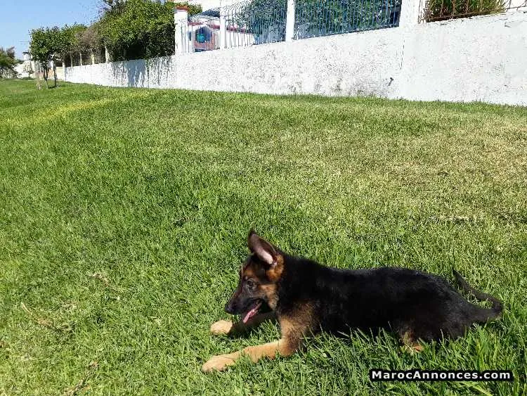 Chiots femelle berger à vendre - الرباط (3)