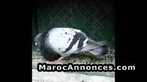 3 pigeons a vendre - القنيطرة