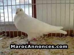3 pigeons a vendre - القنيطرة (2)