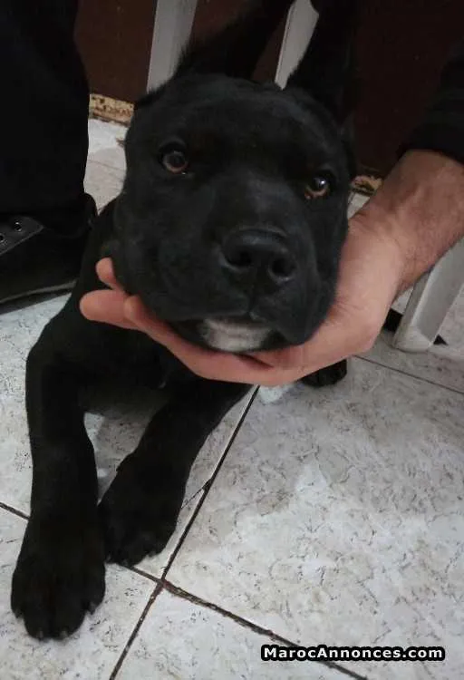 Cane corso - الدار البيضاء