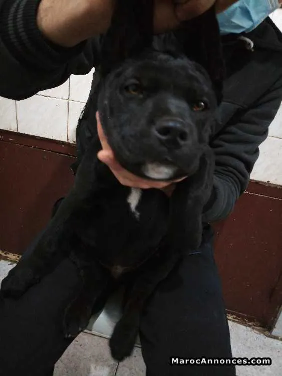 Cane corso - الدار البيضاء (3)