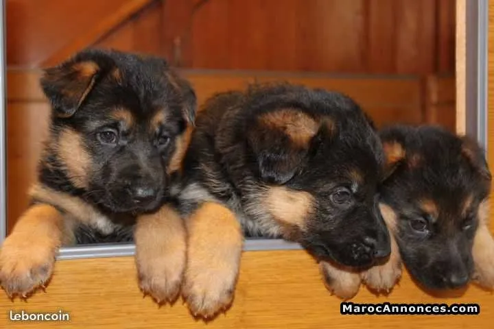 Chiots berger allemand - الرباط