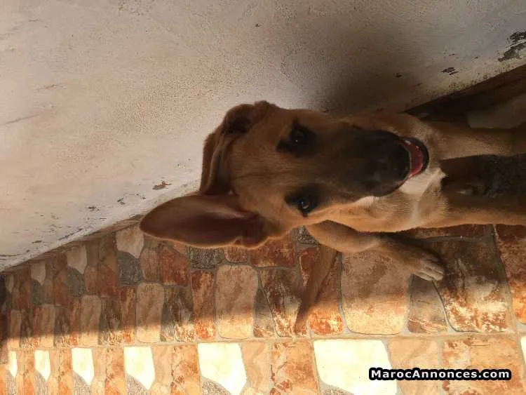 Chien berger à vendre - الدار البيضاء