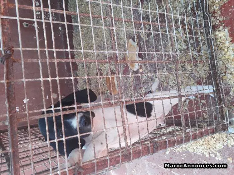 Chiots pointerchiots englais - الرباط