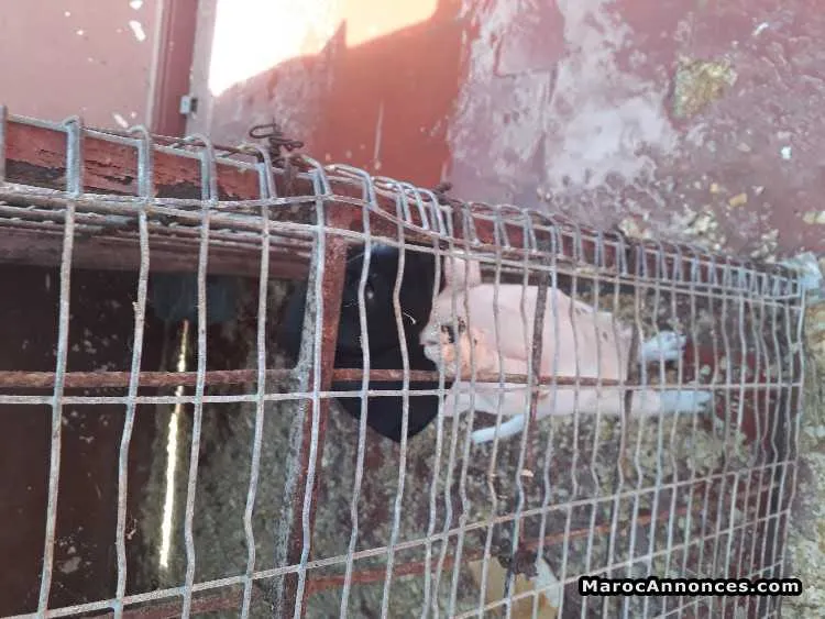 Chiots pointerchiots englais - الرباط (2)