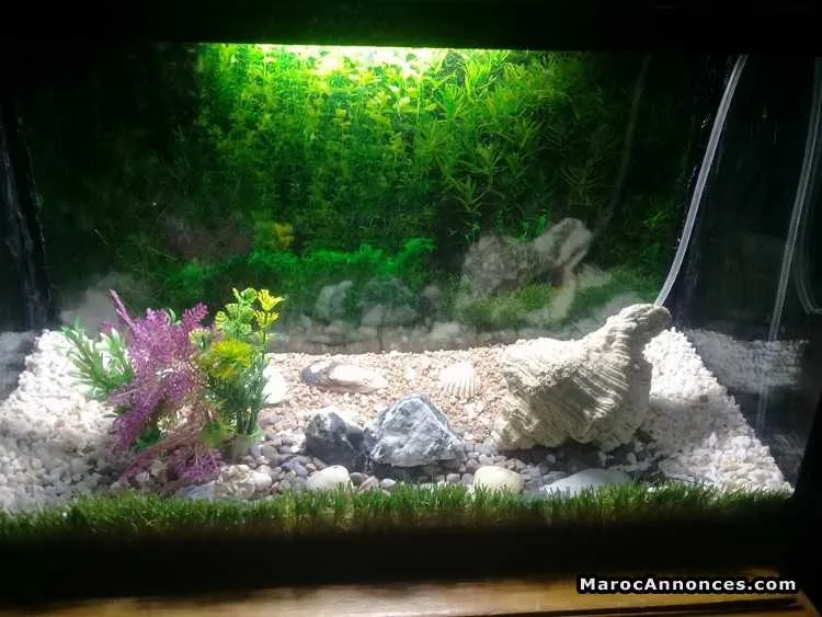 Aquarium à vendre - القنيطرة (3)