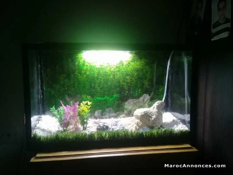 Aquarium à vendre - القنيطرة