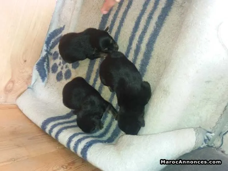 3 berger allmand - Autre ville (2)
