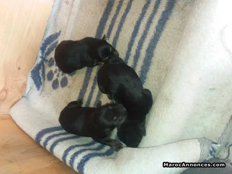 3 berger allmand - Autre ville