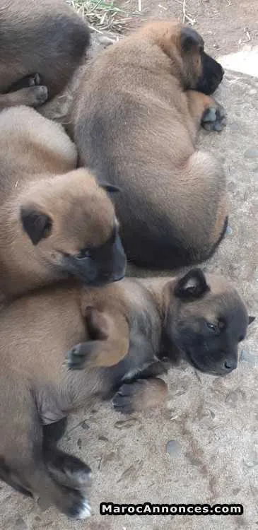 Malinois charbonné à vendre - الدار البيضاء