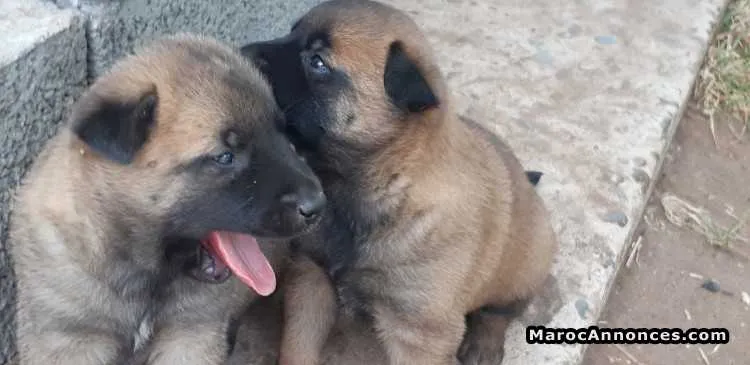 Malinois charbonné à vendre - الدار البيضاء (3)