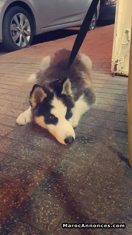 Femelle husky 8 mois à vendre - الرباط (3)