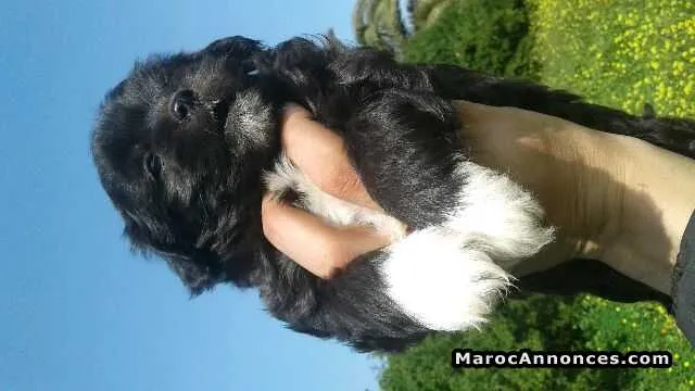 Caniche bichone à vendre - الدار البيضاء