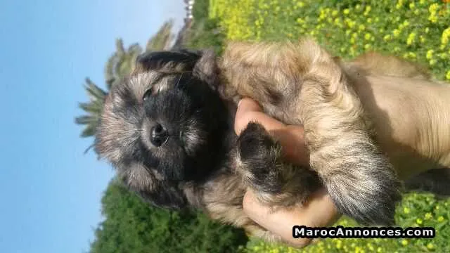 Caniche bichone à vendre - الدار البيضاء (3)