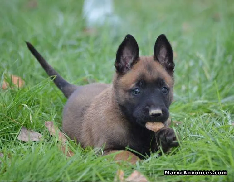 Chiot berger malinois  à vendre - الجديدة