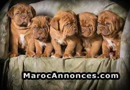 Chiot dog bordeaux - الدار البيضاء