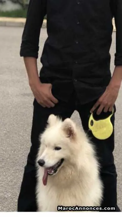 Chien samoyede à vendre - الرباط