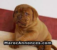 Chiot dog bordeaux - الدار البيضاء (2)