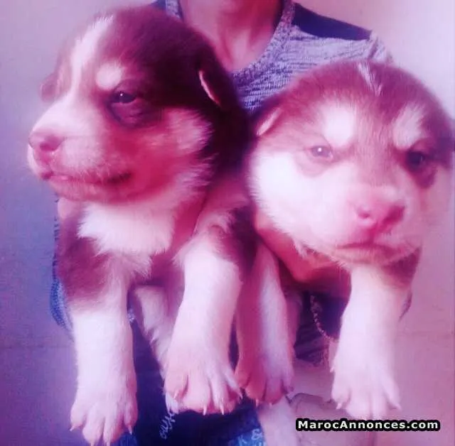 Husky chiots - مراكش (3)