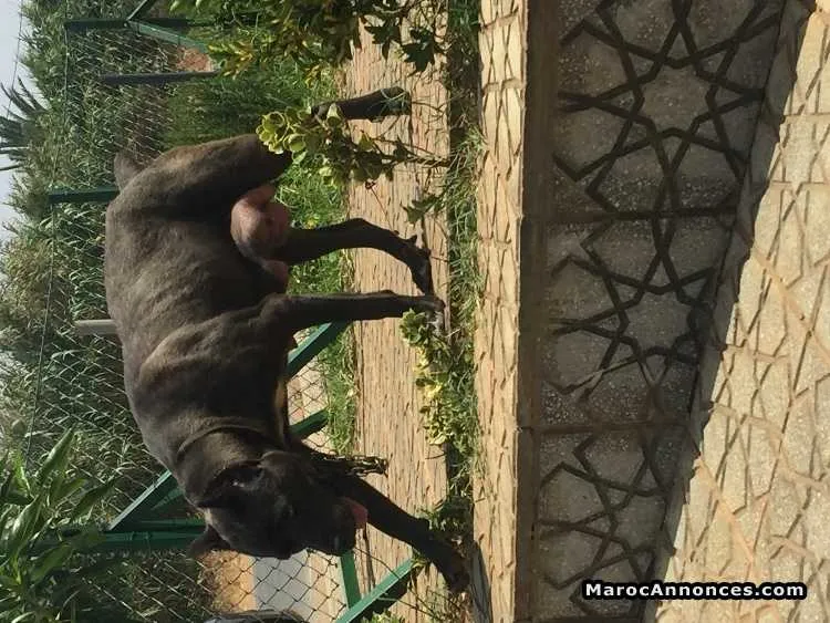 Cane corso chiots - الرباط (2)