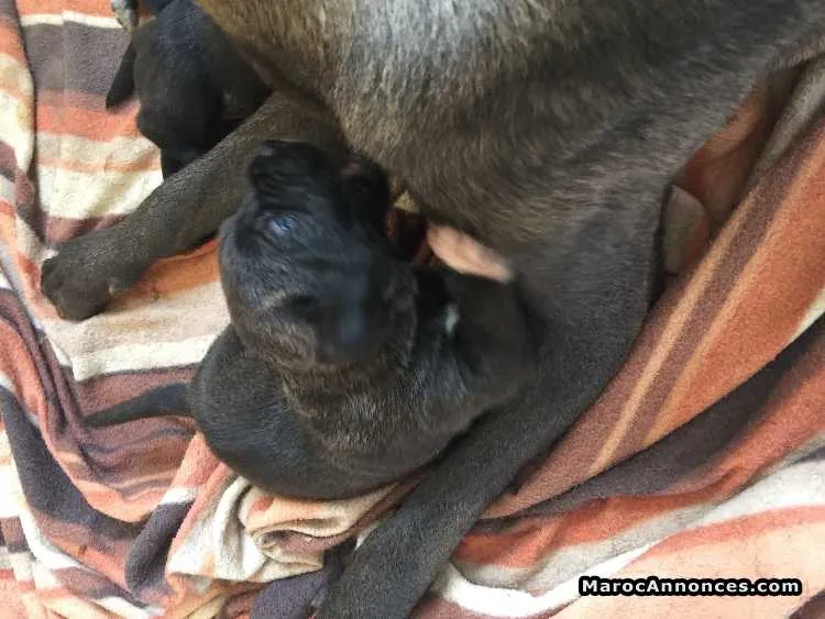 Cane corso chiots - الرباط (3)
