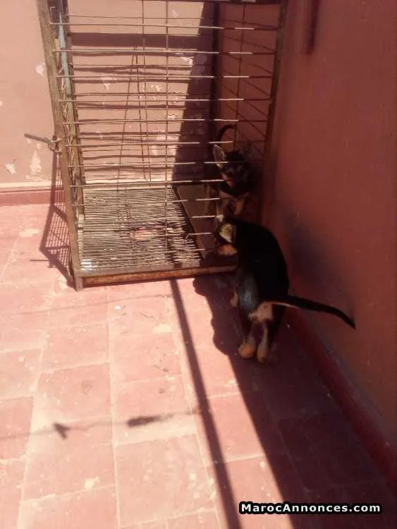 Chiots berger allemand - الرباط