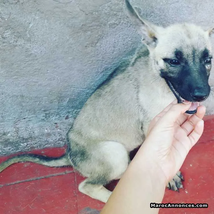 Chiots mallinois de 3 mois - الدار البيضاء (2)
