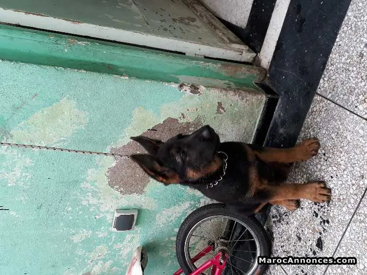Chiots berger allemand - الرباط (2)