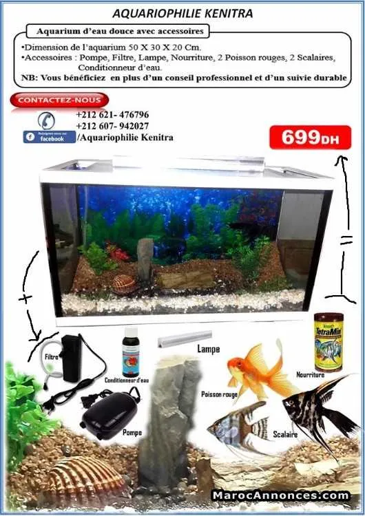Aquarium et ses accessoires - القنيطرة