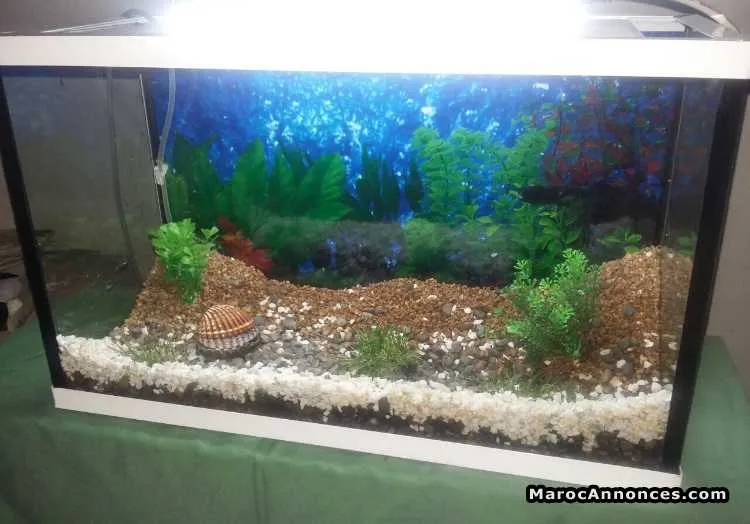 Aquarium et ses accessoires - القنيطرة (3)