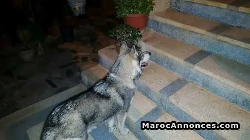 Husky à vendre - الدار البيضاء (3)