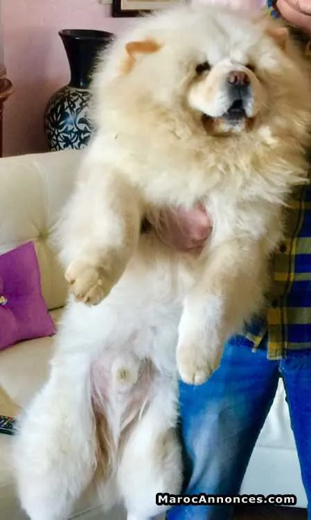 Chiots chow chow - الدار البيضاء (2)