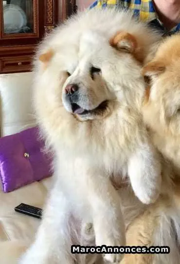 Chiots chow chow - الدار البيضاء