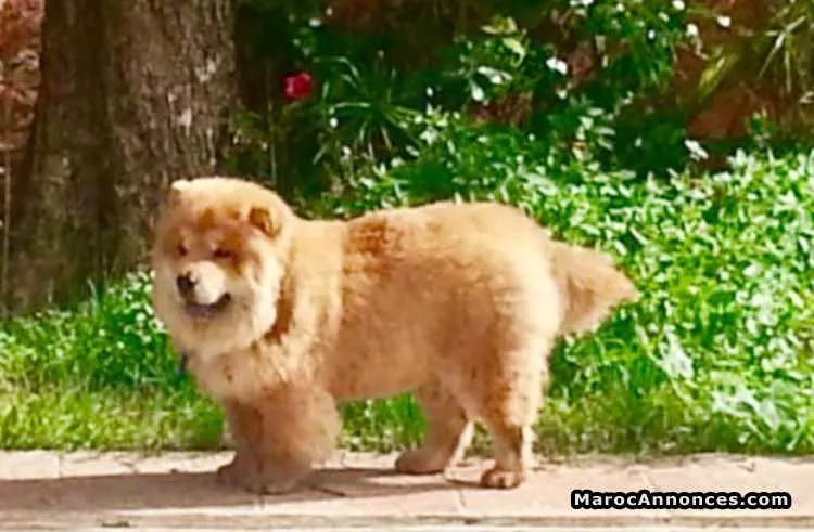Chiots chow chow - الدار البيضاء (3)