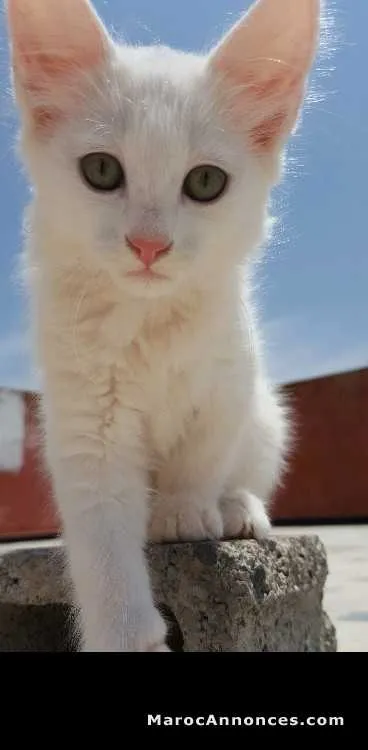 Chatte blanche agée de 2 mois - الدار البيضاء (2)