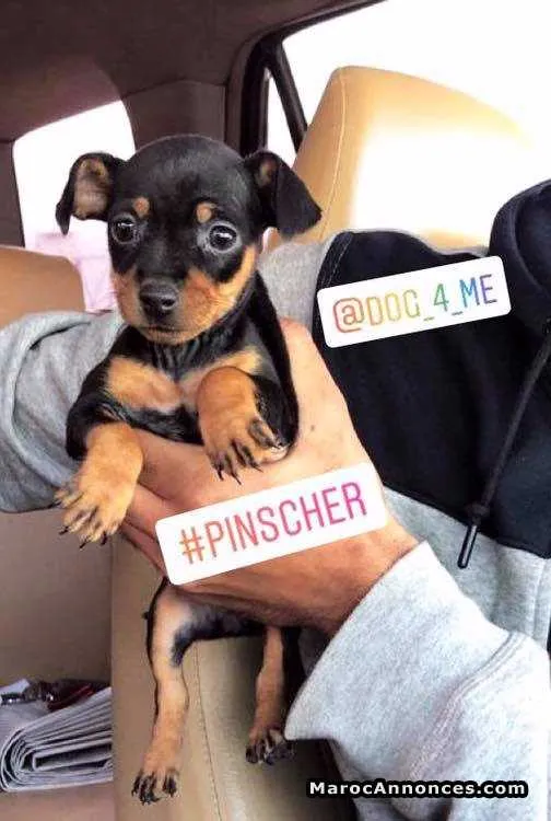 Belle femelle pinscher - الجديدة