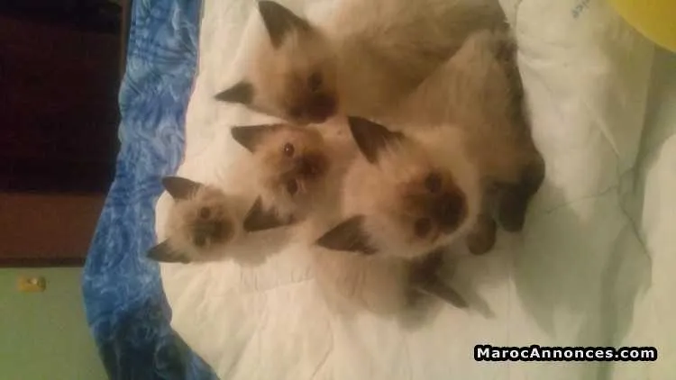 Chatons siamois - الدار البيضاء